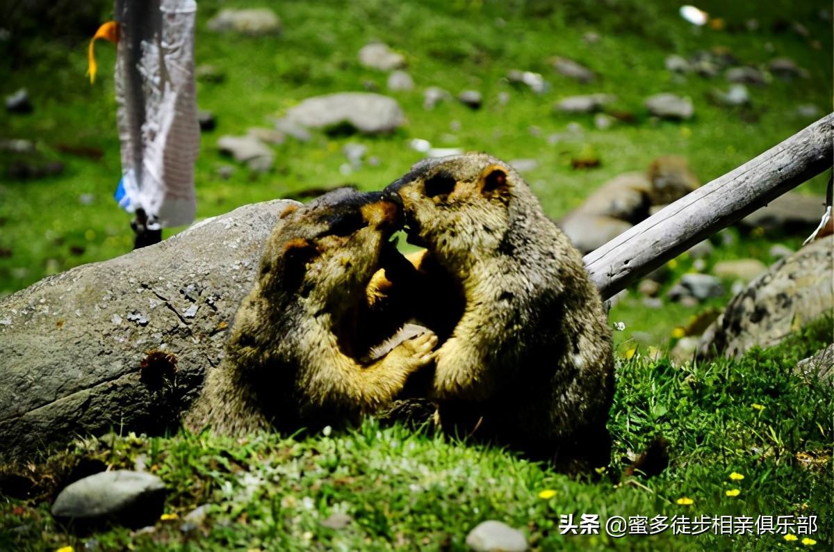 莫斯卡村距离成都多远,从莫斯卡村到成都有什么景点