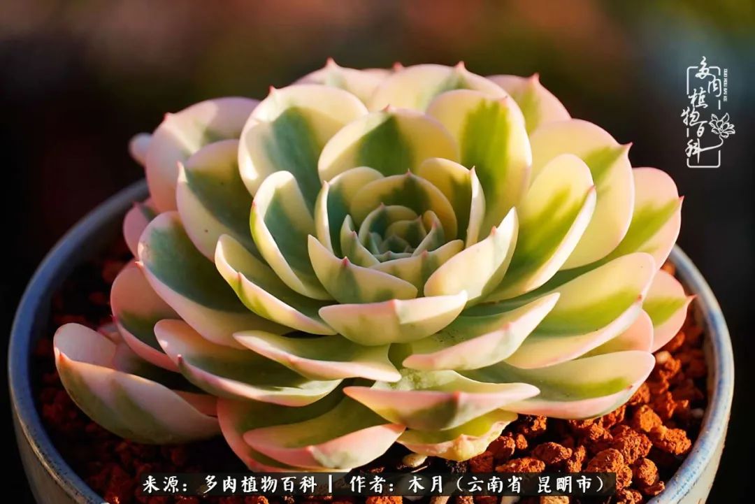 浅冬多肉，终有美好在等候