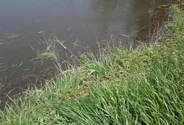 大草鱼钓不到怎么办,大草鱼难钓