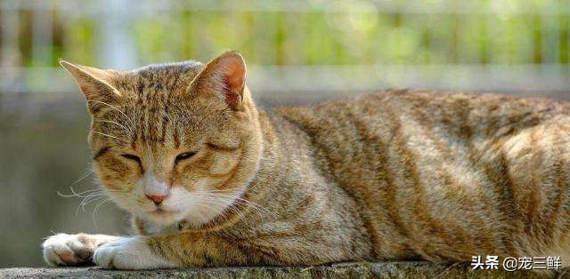 刨根问底：关于猫毛滴虫不可不知的秘密