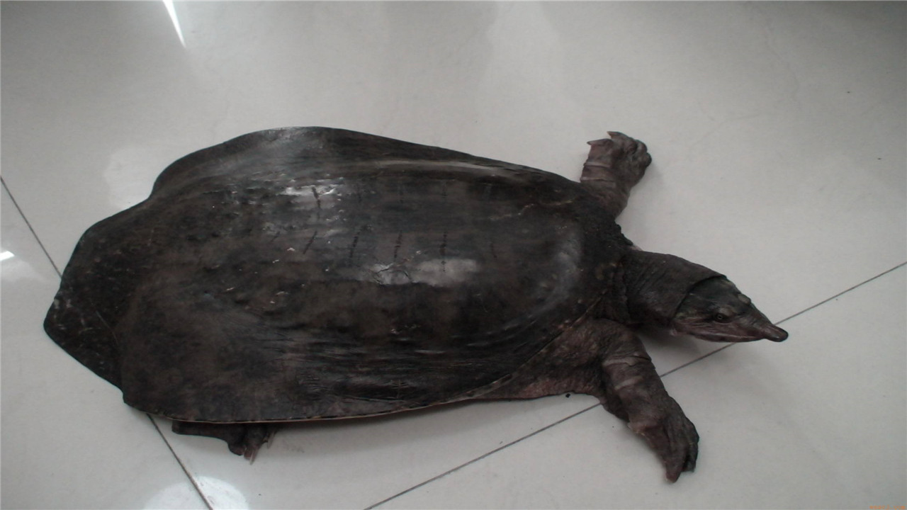 中华鳖的病害防治与管理,鳖病防治