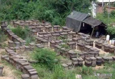 新手养蜂需要掌握哪些养蜜蜂技术,养殖蜜蜂前景如何