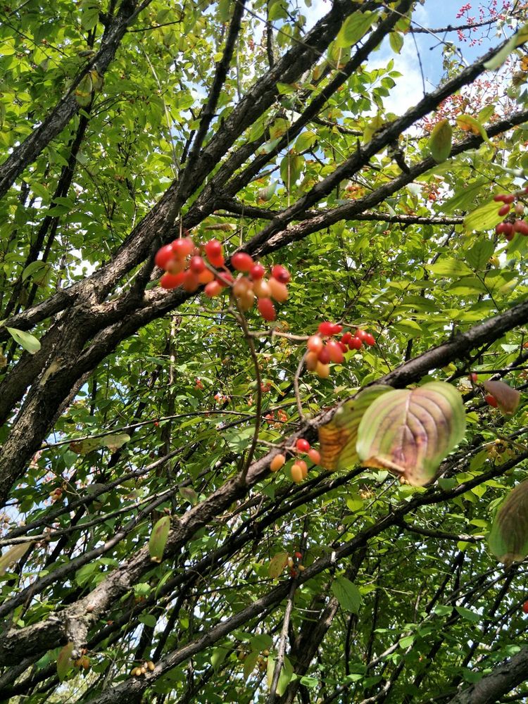 种地用的自制酵素,酵素种地效果怎么样