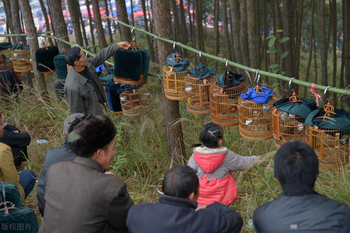 小鸡饲料加蛋黄给画眉鸟吃好吗,饲料养画眉