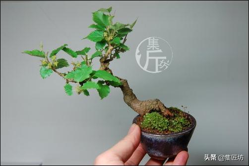 盆栽观赏树枯萎怎么补救,盆栽树枯萎的叶子可以剪掉吗