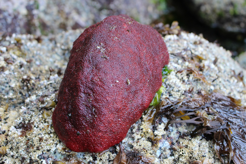 罕见的金属动物,被人类发现的奇怪动物