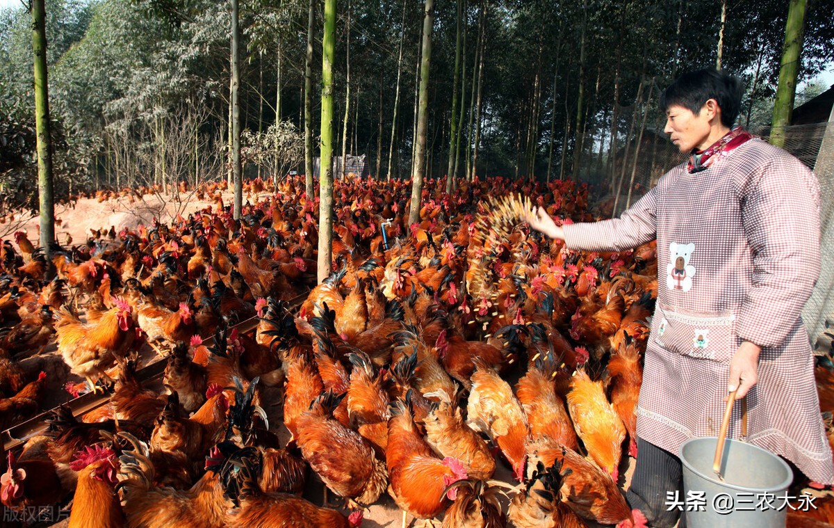 禽支气管堵塞怎么治疗,哪几种中药治禽咳嗽喘气