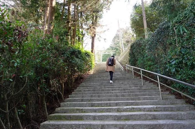 日本的樱花又开了哦,日本樱花又开了是什么梗