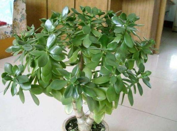 玉树叶片一碰就掉怎么回事,玉树叶子一碰就掉的视频