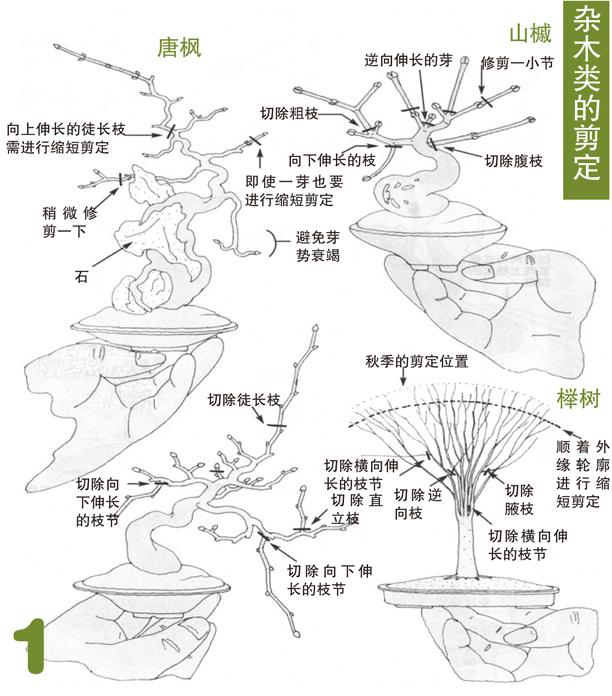 杂木类树木盆景蟠扎应在什么进行,盆景如何造型