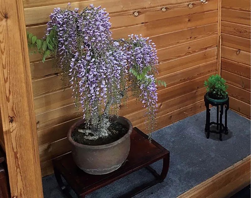 盆景素材十大排名 (什么盆景素材最好)