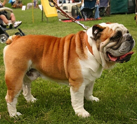 狗狗智商有多可怕,狗狗的智商有多高已经成精了