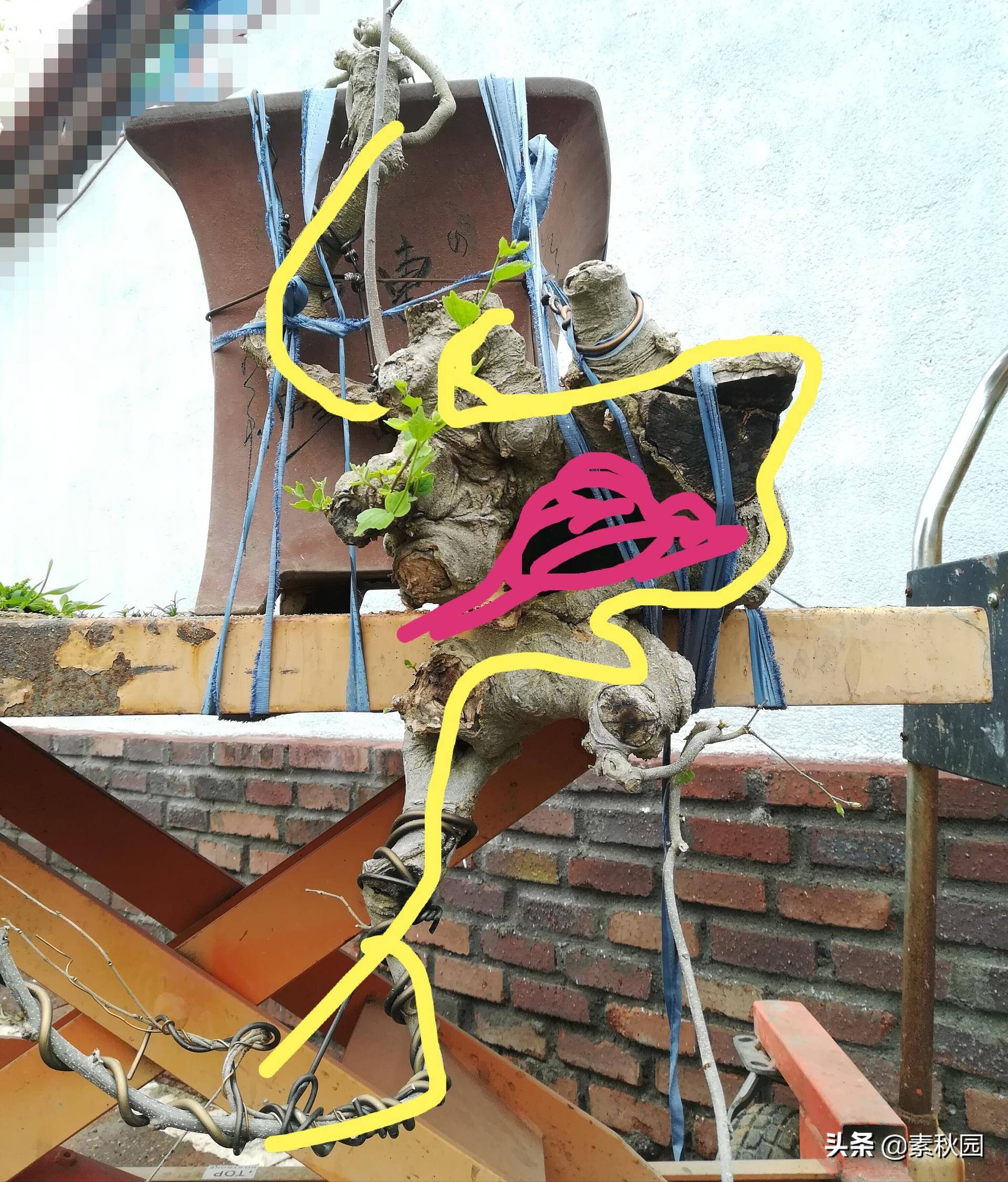 朴树盆景老桩夏季采挖与养坯,各种精品朴树盆景熟桩