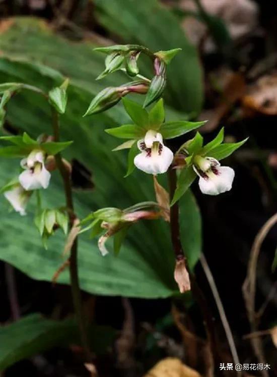 荷瓣兰最好的兰花品种排行,腋唇兰和春兰的区别