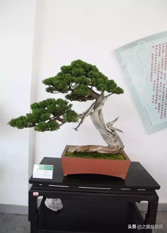 文玩盆景摆件,文玩盆景奇石