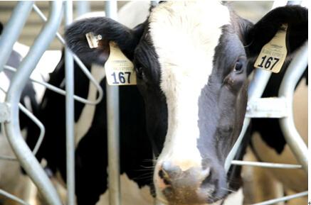 三元优质奶粉,三元有机牧场