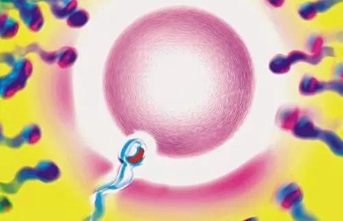 试管婴儿注意饮食,试管婴儿饮食注意些什么