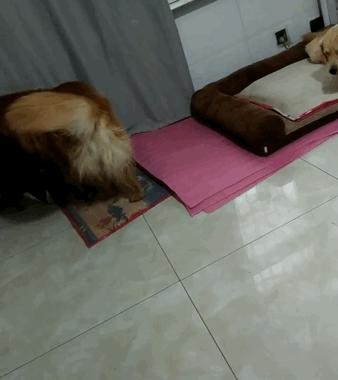 金毛频繁换主人,金毛被救下后开始了报恩