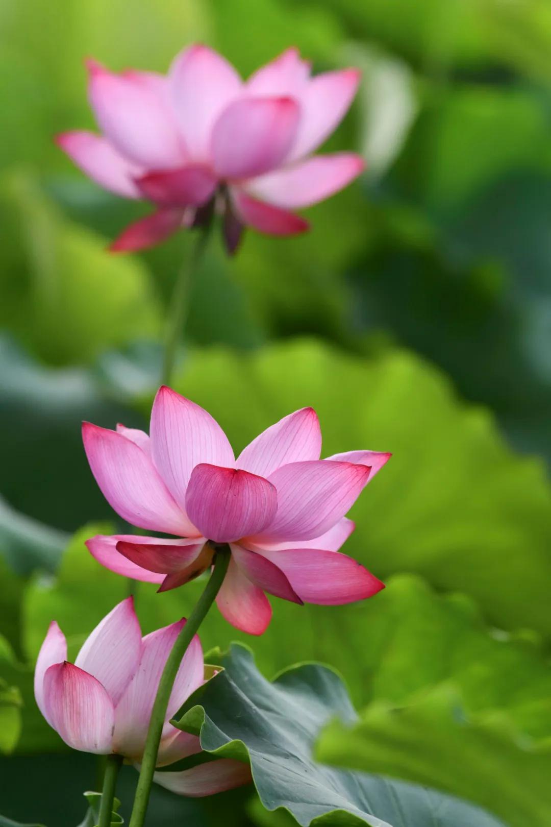 夏季最美荷花在哪里,山东最漂亮的荷花