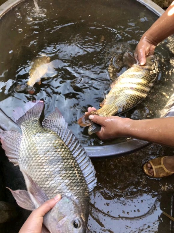 冬季钓鱼诱鲤鱼秘方,春季钓鱼如何诱鱼