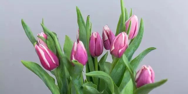 閮侀噾棣欑鐞冪殑鍏绘姢鏂规硶,姘村煿閮侀噾棣欏彂鑺藉悗鍏绘姢