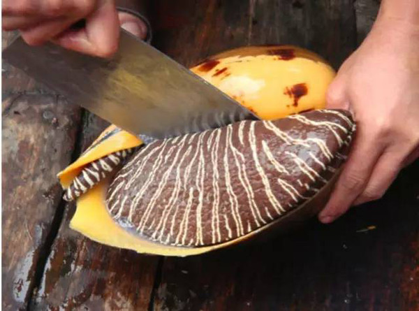 海螺价值连城的珍珠,买海螺吃出价值连城的珍珠