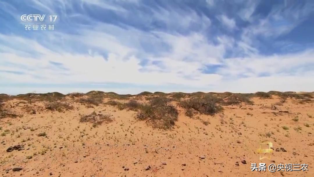 荒漠变绿洲不怕苦也不认命,荒漠变绿洲24年种下300万棵树