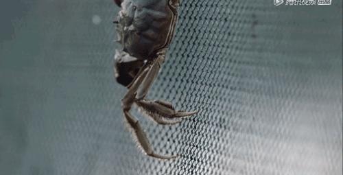 螃蟹到底有啥好吃的,螃蟹究竟有什么好吃的