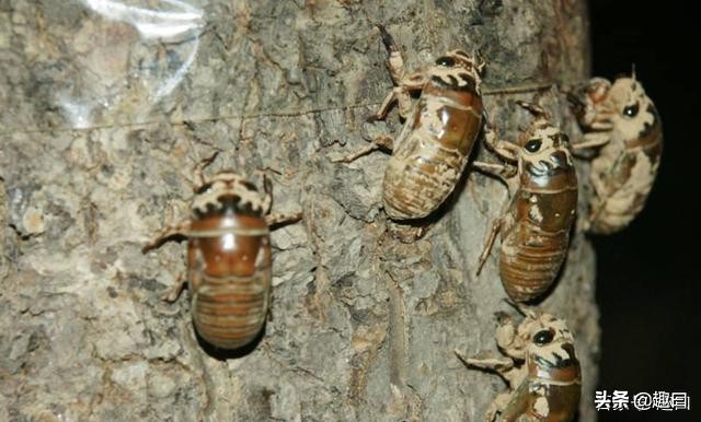 超美味口感,超级美食你敢去试试吗