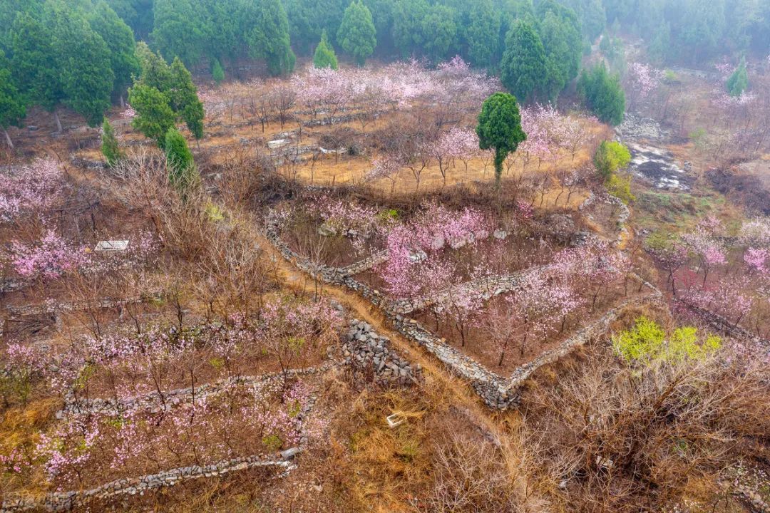 花海中如何拍照,花海里怎么拍照最好看