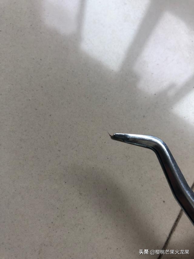 猫咪被蜜蜂刺到嘴里,猫咪被蜜蜂扎到嘴了一直吐