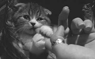 猫咪被陌生的狗舔了什么感受,被猫咪舔手指头是什么感觉