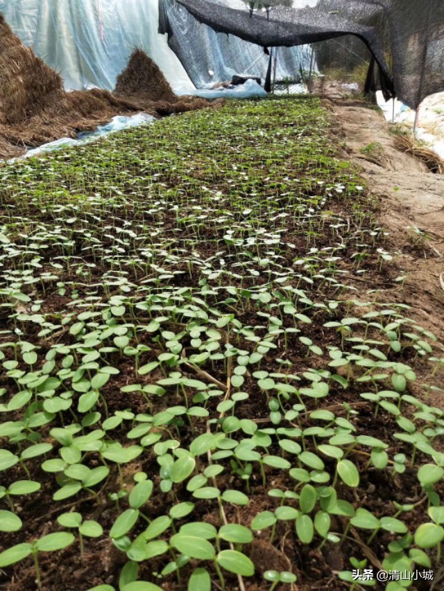 带刺的火参果,天价火参果
