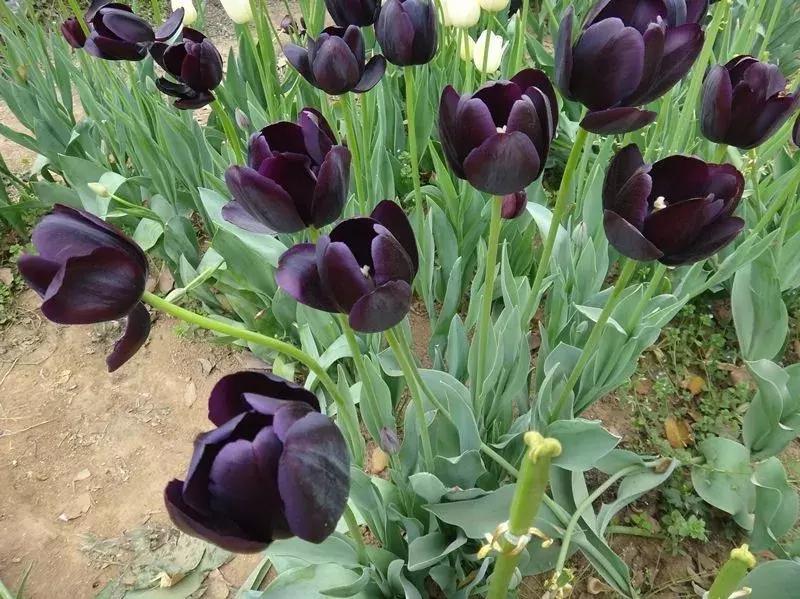 九种黑色花你见过几种,有几种黑色的花