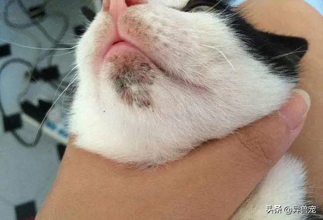 猫咪的日常护理知识,猫咪的日常生活