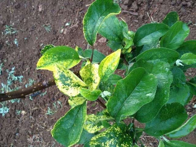 苹果花叶斑病怎么办,苹果花脸病最好的防治办法