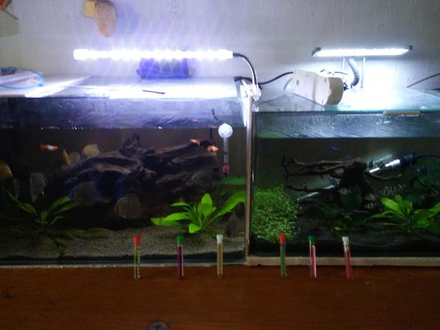 观赏鱼的气泡怎么处理,养观赏鱼水浑浊怎么办