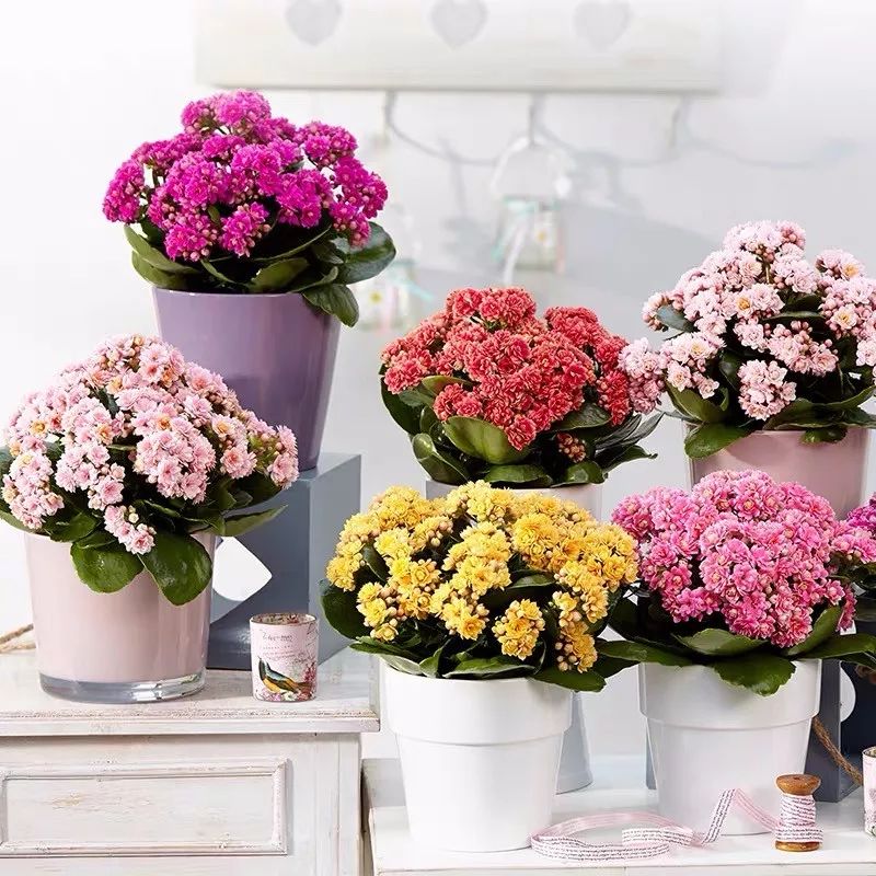 哪些花是开花机器,开花最香最好看繁殖能力还强的花