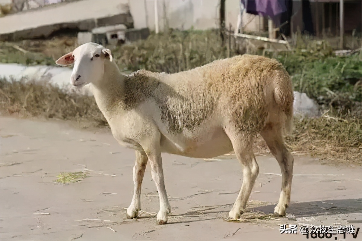 世界上最好的羊是哪个羊,世界最好的羊排名前十