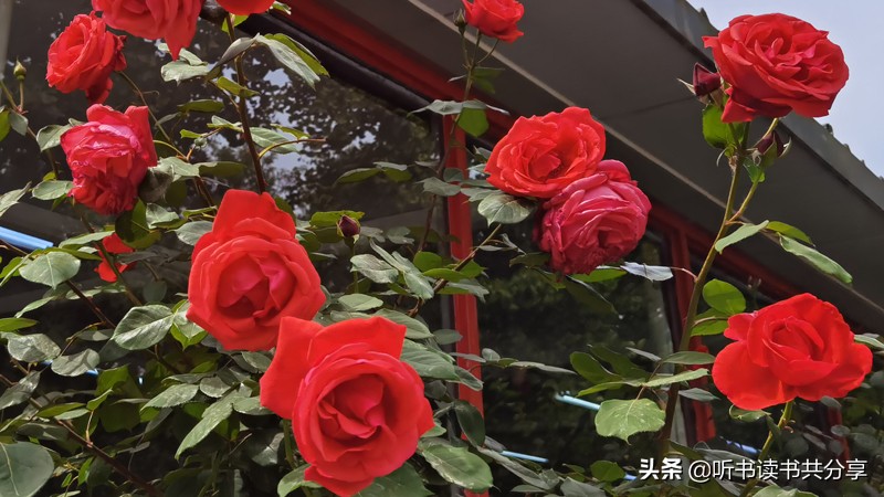 十全十美的月季,寻找最美的月季