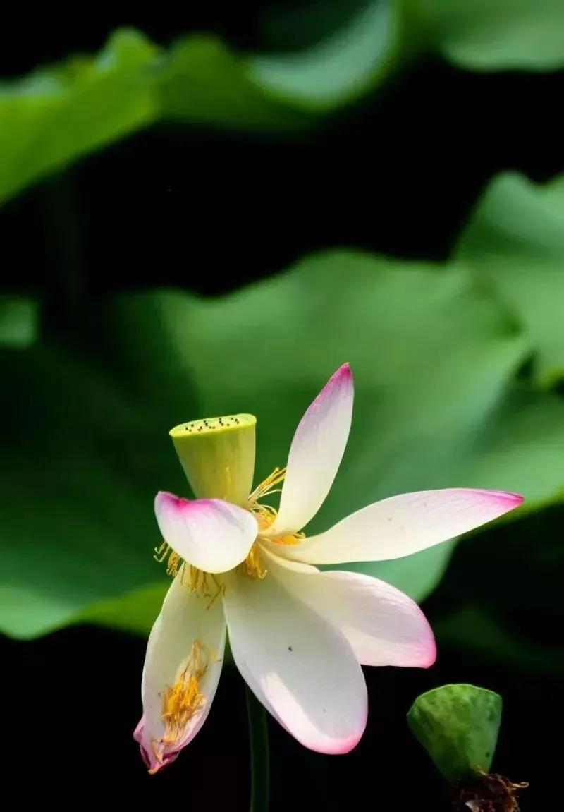 夏季最美荷花在哪里,山东最漂亮的荷花