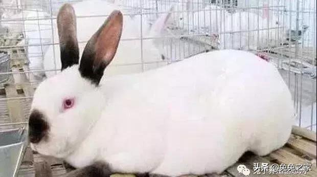 母兔不发情是怎么回事,母兔不发情了什么原因
