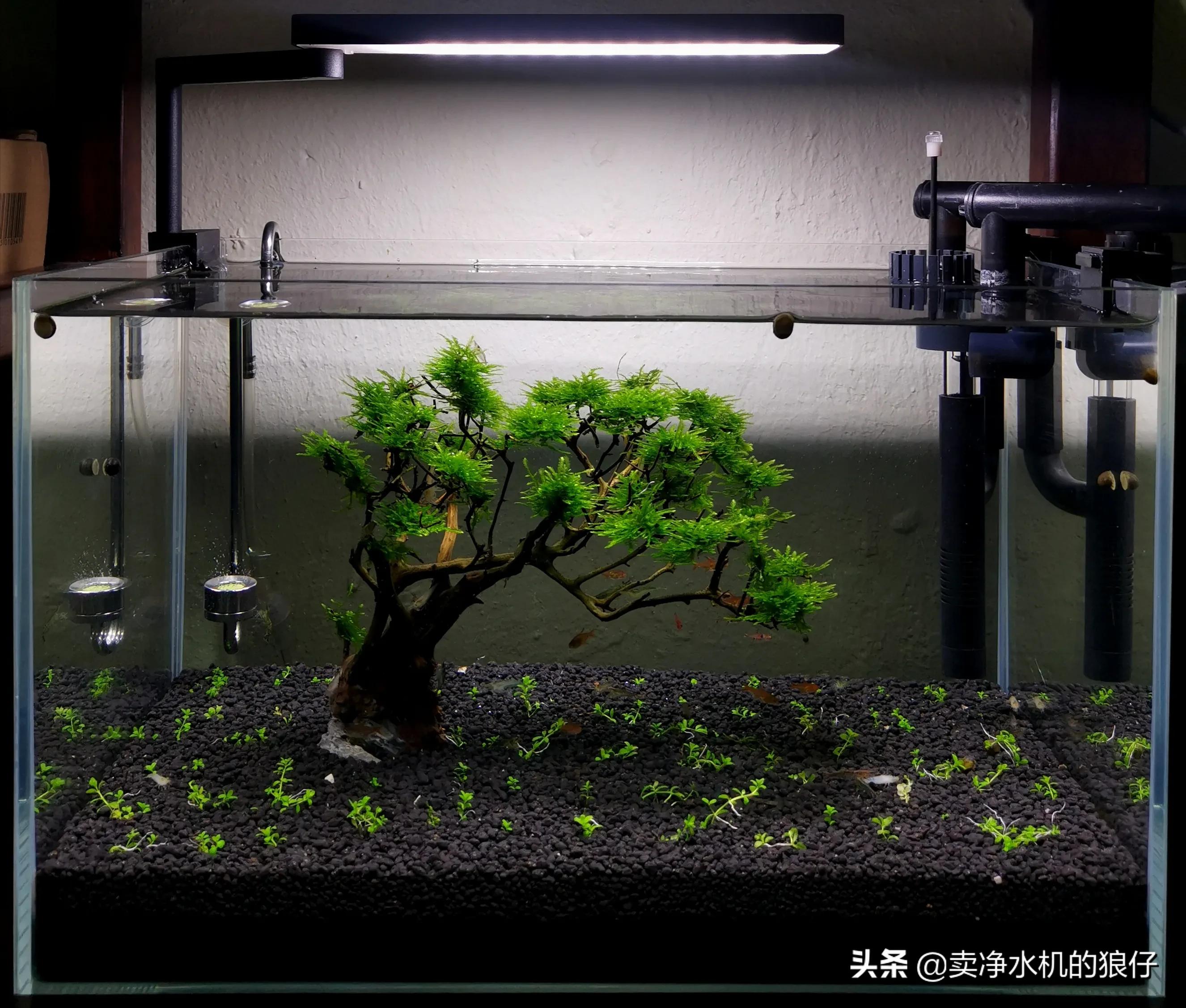 如何让小鱼缸变成空气缸,如何让鱼缸出现空气缸