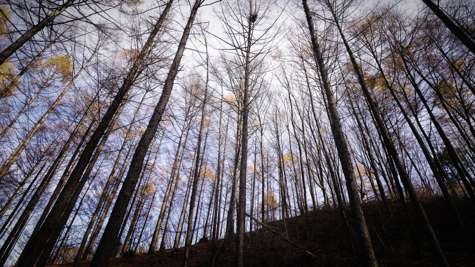 哇,人参随便挖!韩国还能这么玩