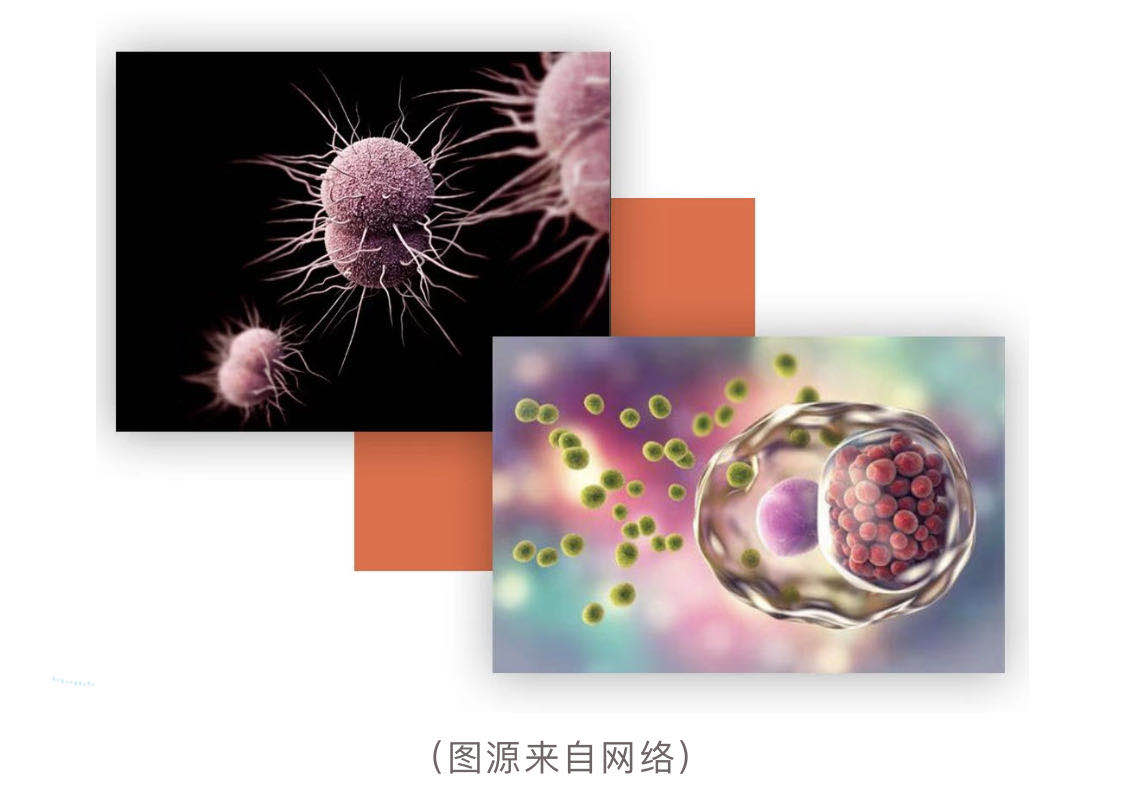 赛沛检测模块,赛沛分子快速诊断产品