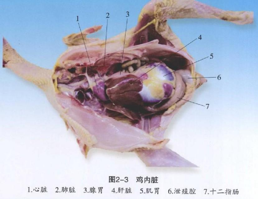 怎样解剖鸡知道病情,手把手教你解剖鸡超详细解剖步骤