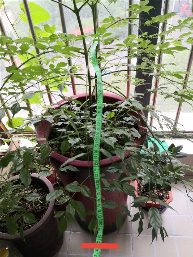 幸福树卷叶是什么原因引起的,幸福树生虫怎么解决