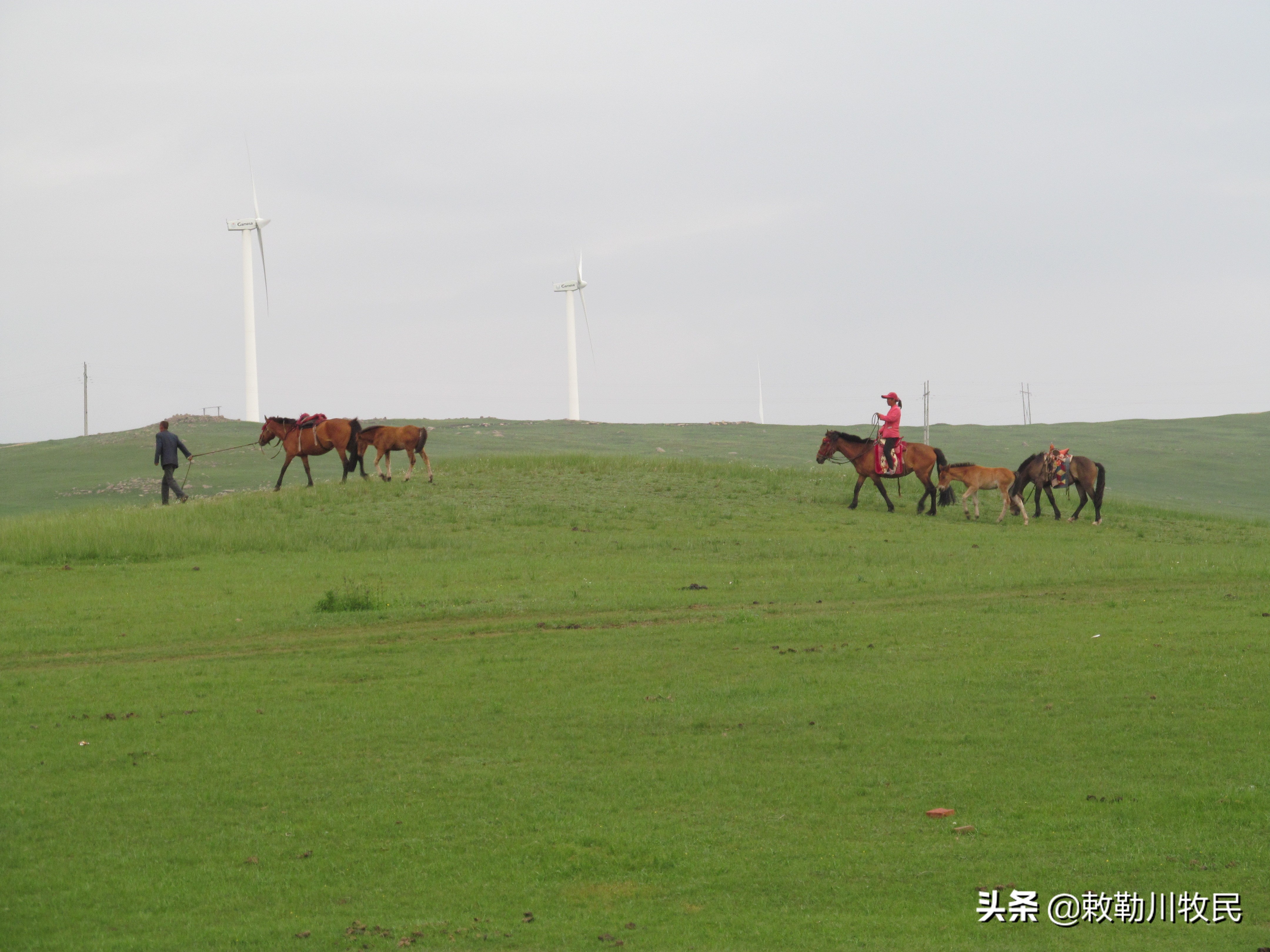 内蒙古旅游锡林郭勒攻略,内蒙古锡林郭勒大草原旅游攻略