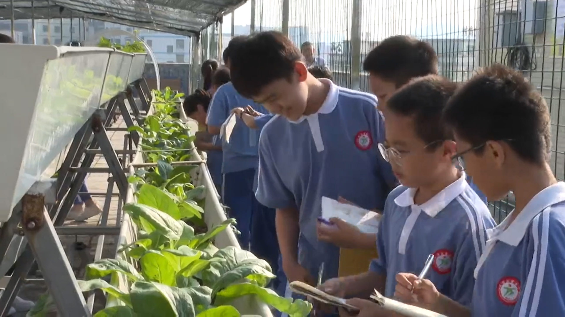 种植课程的实践与探索,种植类小学综合实践活动方案