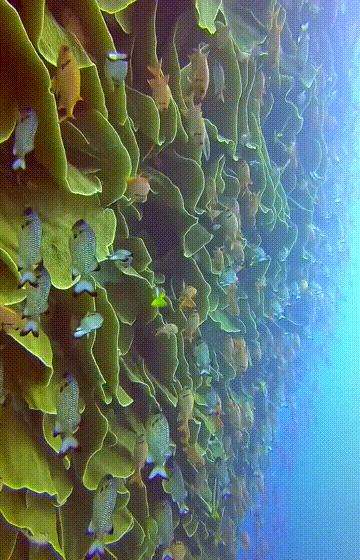 人间仙境之帕劳,帕劳是位于太平洋上的一个小国